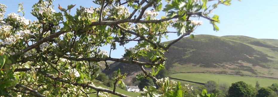 maesglas-home-banner (1).jpg